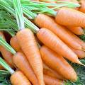 В Испании предлагают производить топливо из моркови