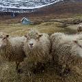 Жители Фарерских островов, не дождавшись Google, создали собственные панорамы архипелага при помощи овец
