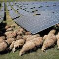 В Австрии на солнечной электростанции завели стало овец