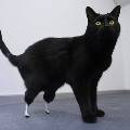 В США кот получил титановые протезы вместо задних лап