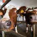 В Калужской области коров будут доить роботы