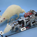 Японский робот введет в депрессию лабораторных крыс