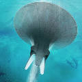 Гигантская тарелка Seawer очистит океан и обеспечит энергией