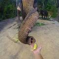 В британском парке слон сделал первое селфи