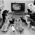 Появился первый в мире телеканал для собак