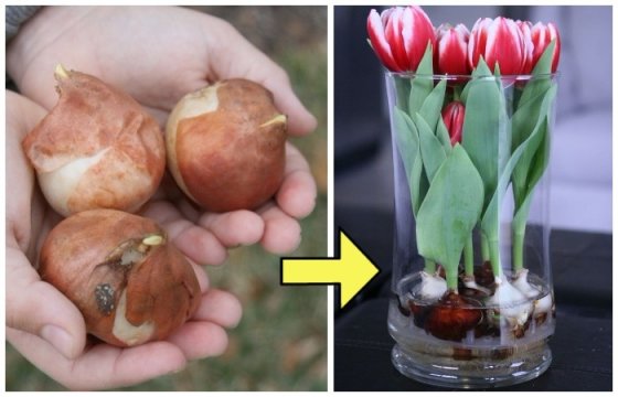 Как вырастить тюльпаны дома в воде 13 фото В какую воду их ставить для выращивания без земли в стакане или в вазе