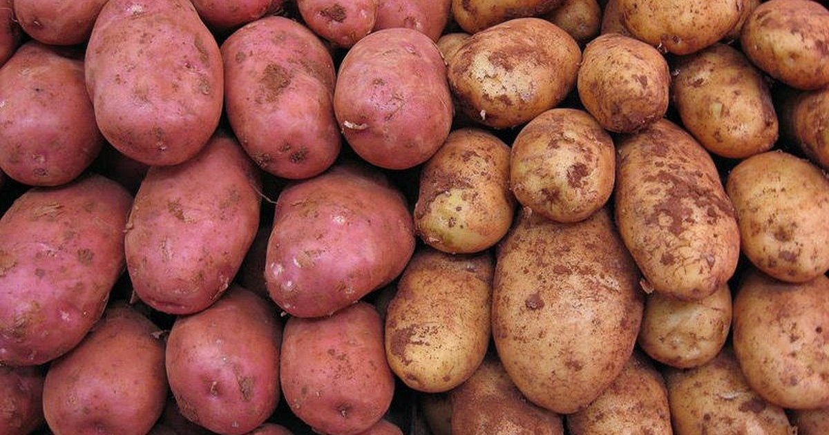 Какой картофель лучше – белый или красный? Сравнение вкуса и хранения картошки для жарки и варки