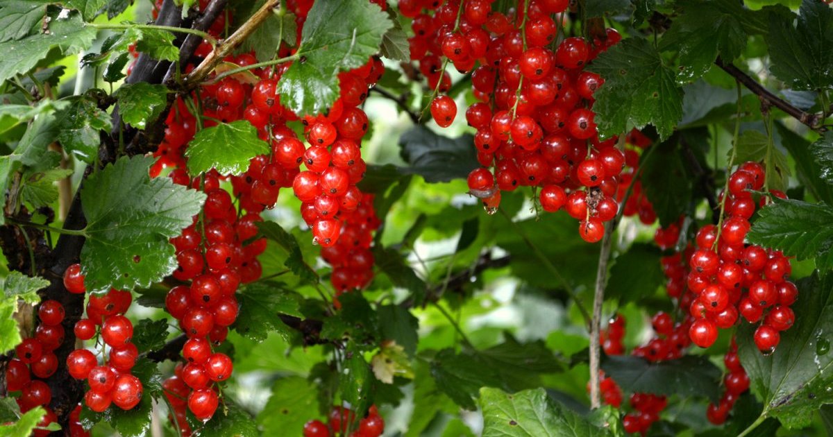 Как правильно обрезать кусты смородины, чтобы конкретно увеличить урожай