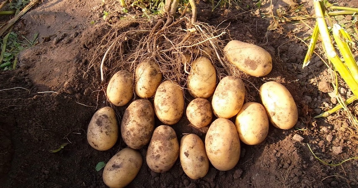 Что насыпать в лунку с картофелем перед посадкой, чтобы собрать ведроурожая с куста