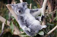 Феерически тупа, образцово ленива и постоянно болеет: почему эволюция не прикончила коалу